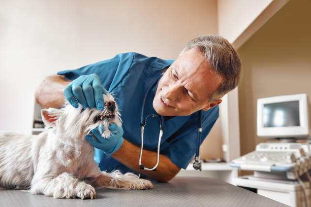 Best Same-Day Emergency Dentist in Estancia, NM